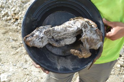 Wolfswelpe statt Nugget: Goldgräber entdeckt 57.000 Jahre alte Mumie im kanadischen Yukon