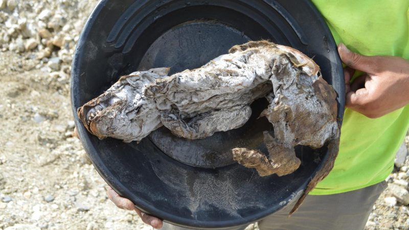 Wolfswelpe statt Nugget: Goldgräber entdeckt 57.000 Jahre alte Mumie im kanadischen Yukon
