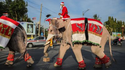 Weihnachtselefanten verteilen Gesichtsmasken in Thailand