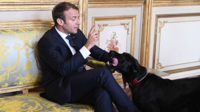 Macrons Hund Nemo sendet tierische Weihnachtsgrüße aus dem Elysée-Palast