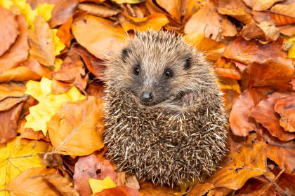 Fuchs und Igel – Von Wilhelm Busch