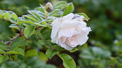 An eine Rose – Von Friedrich Hölderlin