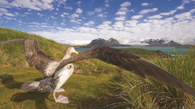 ‚Die Schönheit der Vögel‘ 130 Jahre einzigartige Vogelfotografie bei National Geographics