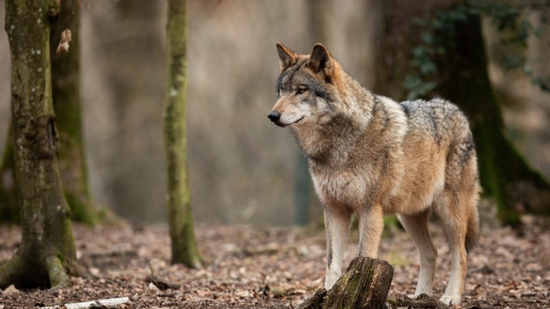 Riesa: Wolf im Betriebsgelände