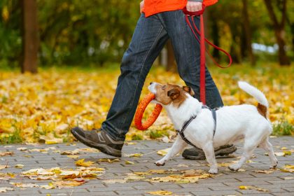 Tödliches Gassi-Gehen in Leipzig: Hundebesitzer stirbt an Stichverletzung