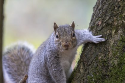 Bissige Eichhörnchen greifen Menschen in New York an