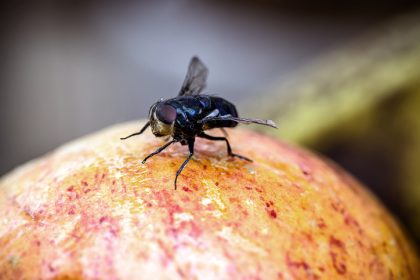 Sonntagsmärchen: Das tapfere Schneiderlein