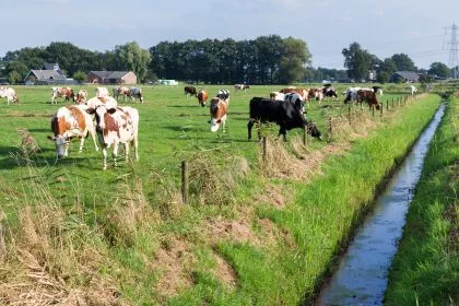 Wegen Klimaschutz: Wasserstand in den Mooren anheben