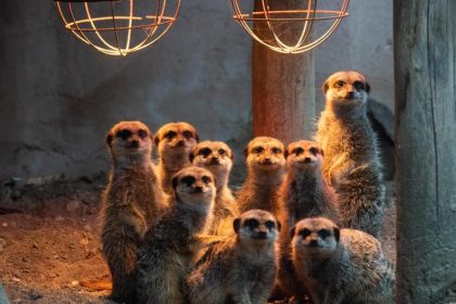 Pinguine, Rentiere und Erdmännchen: Patenschaften für Zootiere