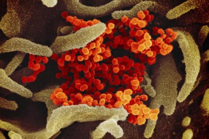 SARS-CoV-2: Gelangen Erbgut-Reste in menschliches Erbgut?