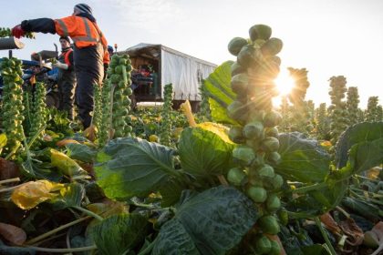Rosenkohl ist recht unbeliebt – anders der Rotkohl