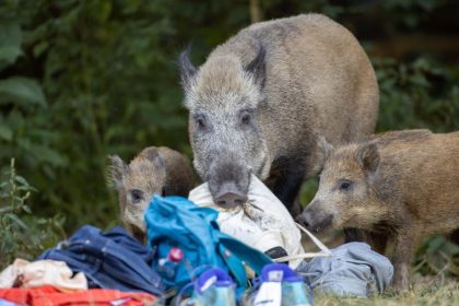 Pfoten, Tiere, Sensationen: Tierische Momente 2020