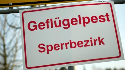 Sachsen: Erster Fall von Vogelgrippe in Geflügelbestand