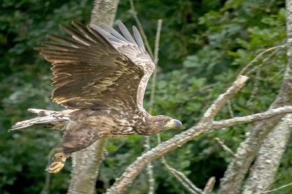 In Südengland wohnen wieder Seeadler