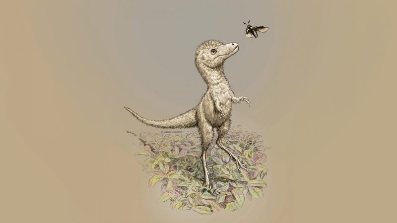 Dino-News: Baby-Tyrannosaurier so groß wie ein Border Collie