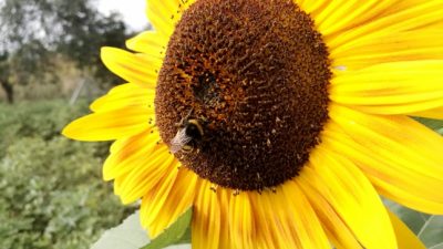 Schulze wirft Klöckner Lobbypolitik beim Insektenschutz vor