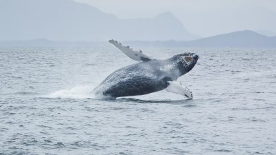 Riesiger Wal-Kadaver vor süditalienischer Küste entdeckt
