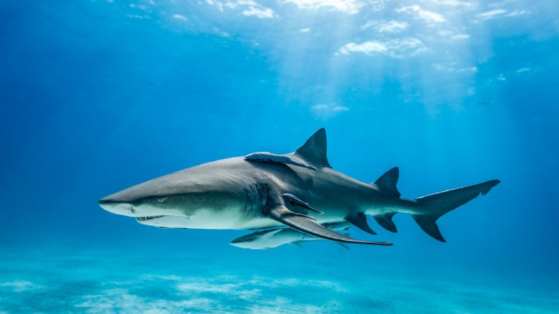Schwimmer stirbt nach Hai-Attacke in Neukaledonien