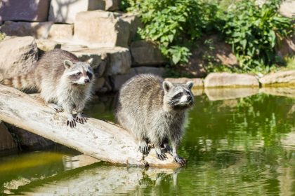 Privatzoo in Brandenburg wegen Verstößen gegen Tierschutz geschlossen