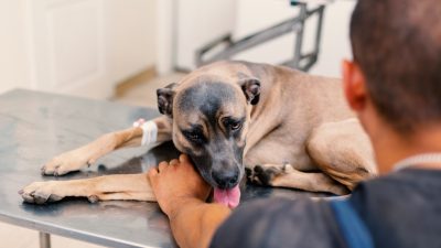 Hund bekommt 20.000 Euro für Physiotherapie und Schadenersatz