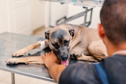Hund bekommt 20.000 Euro für Physiotherapie und Schadenersatz