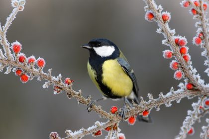 Frostkeimer brauchen Kälteschock: Aussaat im Januar noch möglich