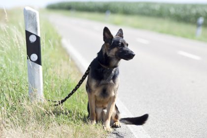 Tierschutzbund: Tierheimen drohen Finanzprobleme