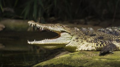Australier wehrt Krokodil mit bloßen Händen ab
