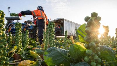 Bauern bereiten Erntehelfereinsatz für 2021 unter Corona-Bedingungen vor