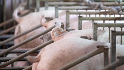 Niederlande: Bauern wehren sich gegen Regierungsentscheidung