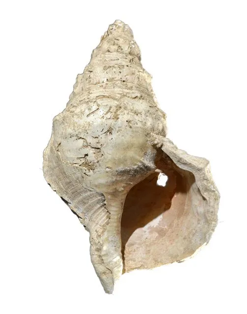 Prähistorische Schneckenhorn