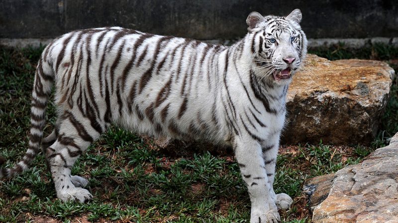 Zwei Tiger auf Borneo aus Zoo ausgebrochen – Weißer Tiger wieder eingefangen