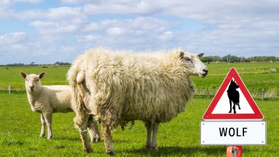 Niedersachsen: Ein Wolfsrudel riss 500 Schafe, Wölfin abgeschossen – Umweltministerin gegen gezielte Dezimierung