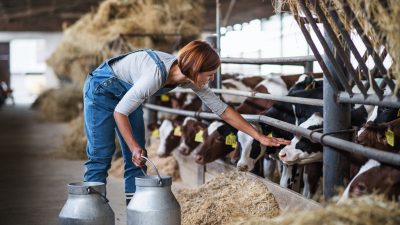 Bauernverband: Baurecht verhindert bessere Tierhaltung