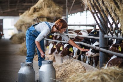 Bauernverband: Baurecht verhindert bessere Tierhaltung