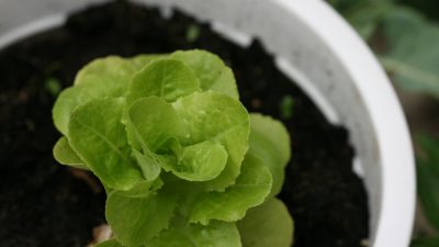 Der Garten im Februar und März: Salat im Blumentopf