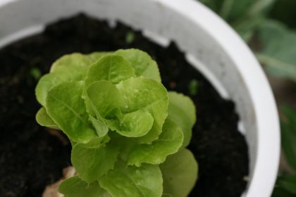 Der Garten im Februar und März: Salat im Blumentopf