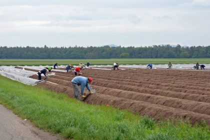 Obst- und Gemüsebauern fordern offene Grenzen für Saisonarbeitskräfte