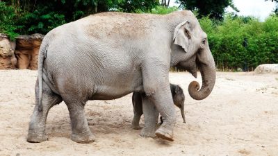 Tierpfleger von Elefantin getötet: „Die Kraft des Schlags war gewaltig“