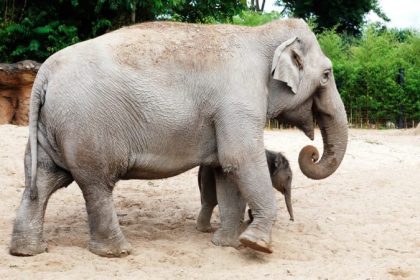 Tierpfleger von Elefantin getötet: „Die Kraft des Schlags war gewaltig“