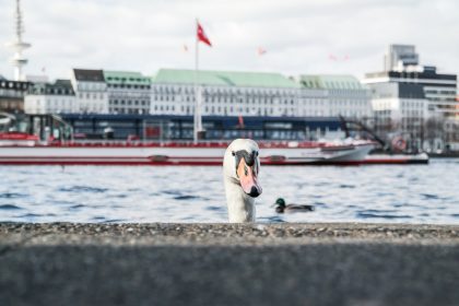 Hamburg führt an Wochenenden Maskenpflicht in besonders beliebten Parks ein