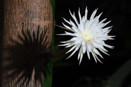 Seltene Mondblume in Cambridge aufgeblüht