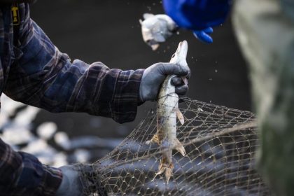 Studie: Fischerei fördert kleine und scheue Fische