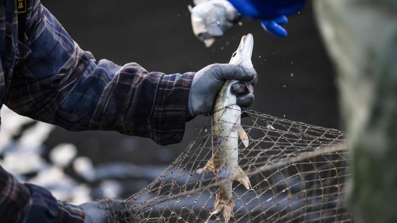 Studie: Fischerei fördert kleine und scheue Fische