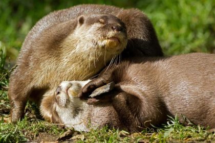 Warum spielen Otter mit Steinen? Projekt in Tübingen