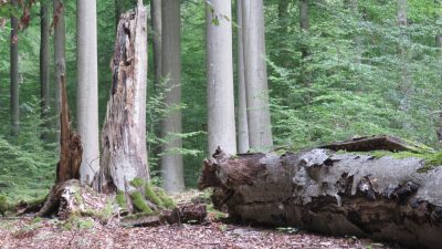 „Dramatisch wie nie“: BUND fordert mehr Waldwildnis und Schutz alter Wälder