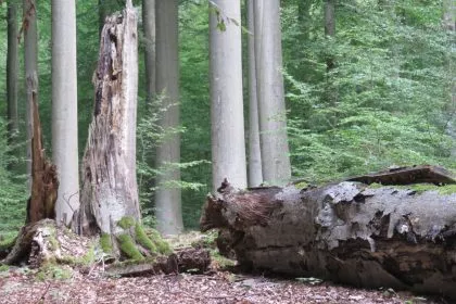 post-image