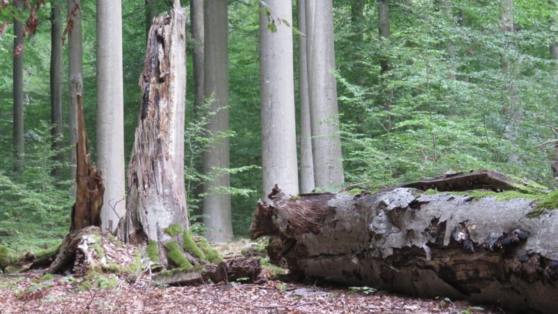 Internationaler Tag der Wälder