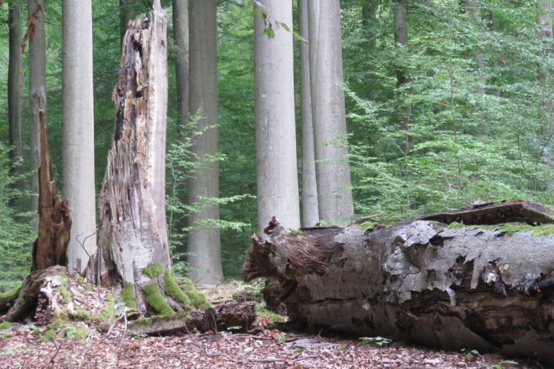 Internationaler Tag der Wälder