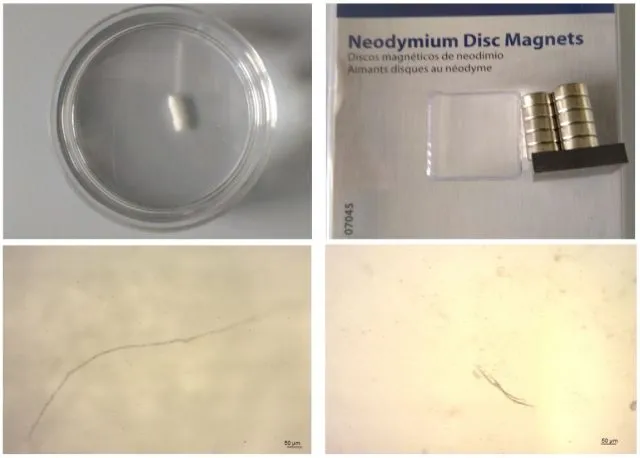 Im Test ließen sich die vermeintlichen &quot;Morgellonen&quot; nicht durch Wärme oder Magnetfelder bewegen.